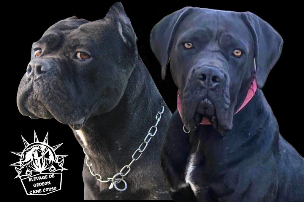 De Gédéon - Cane Corso - Portée née le 19/07/2023
